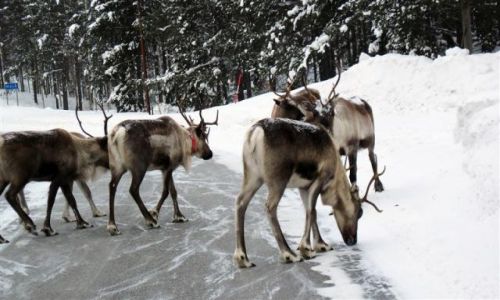 Zdjcie SZWECJA / VASTERBOTTEN-LAPONIA / OKOLICE MALA / BLOKADA DROGI