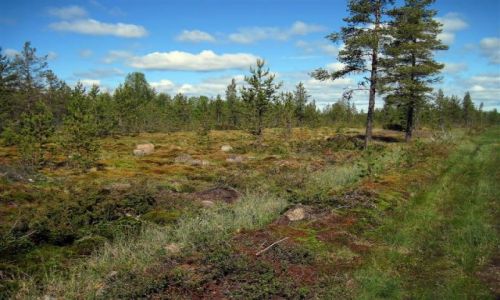 Zdjcie SZWECJA / VASTERBOTTEN-LAPONIA / OKOLICE MALA / NATURALNY DYWAN