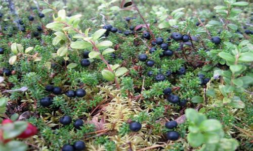 Zdjecie SZWECJA / VASTERBOTTEN-LAPONIA / OKOLICE LYCKSELE / CZARNA BAZYNA