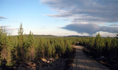 Zdjecie SZWECJA / VASTERBOTTEN-LAPONIA / OKOLICE MALA / PRZEZ RODEK LASU