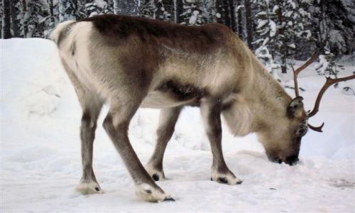 Zdjecie SZWECJA / VASTERBOTTEN-LAPONIA / OKOLICE MALA / RENIFER