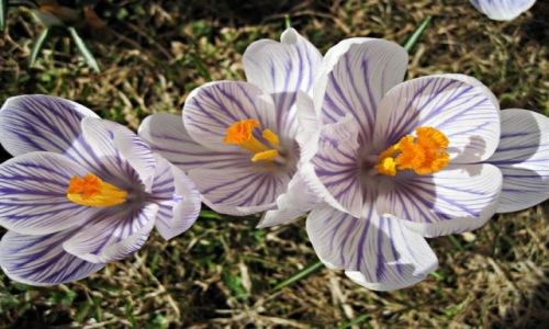 Zdjcie SZWECJA / DALARNA / AVESTA / TRIO
