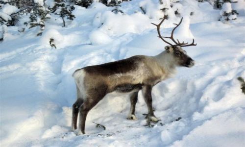 Zdjcie SZWECJA / VASTERBOTTEN-LAPONIA / OKOLICE LYCKSELE / RENIFER
