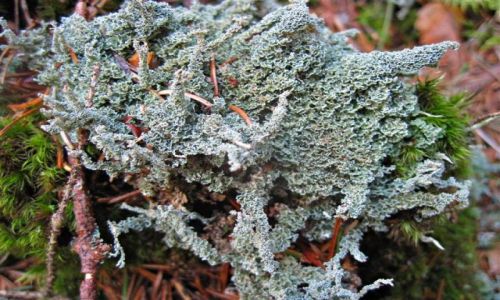Zdjcie SZWECJA / DALARNA / OKLICE AVESTA / MCHY I POROSTY
