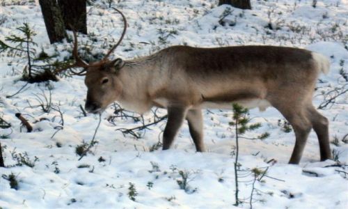 Zdjecie SZWECJA / VASTERBOTTEN-LAPONIA / OKOLICE MALA / RENIFER