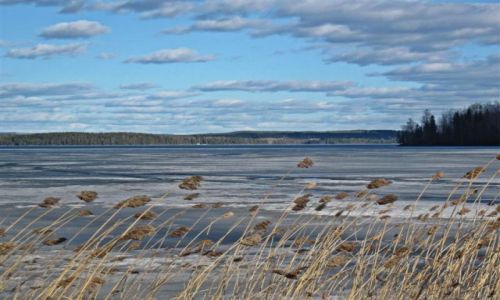 Zdjecie SZWECJA / DALARNA / JEZIORO BARKEN / NAD TRZCINAMI