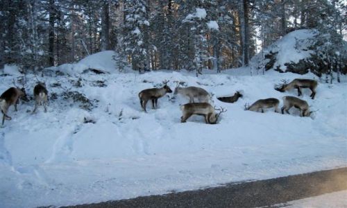 Zdjecie SZWECJA / VASTERBOTTEN-LAPONIA / OKOLICE MALA / POSZUKIWANIA