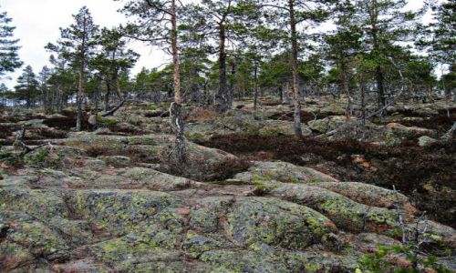 Zdjcie SZWECJA / VASTERNORRLAND / SKULESKOGENS NATIONALPARK / SKULESKOGENS NATIONALPARK