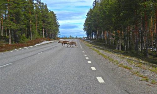Zdjcie SZWECJA / VASTERBOTTEN-LAPONIA / OKOLICE MALA / STOP-PRZECHODZIMY