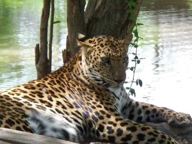 Zdjęcia: safari -zoo, Kanchanaburi, Lampart, TAJLANDIA Zdjęcia: safari -zoo, Kanchanaburi, Lampart, TAJLANDIA
