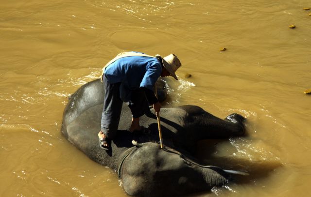 Zdjęcia: rzeka :), okolice Chiang Mai, Rodeo w stylu azjatyckim :), TAJLANDIA Zdjęcia: rzeka :), okolice Chiang Mai, Rodeo w stylu azjatyckim :), TAJLANDIA