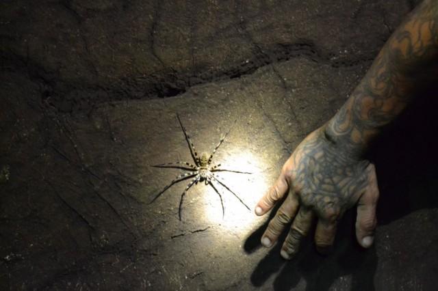 Zdj cia: Khao Sok National Park, Surat Thani, Pajki w jednej z jaski, TAJLANDIA