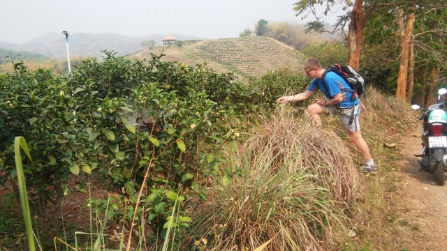 Zdj cia: Chiang Rai, Pnocna Tajlandia, Pola herbaty (w kocu :) ), TAJLANDIA