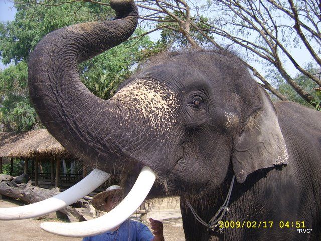 Zdjęcia: chiang mai, polnoc kraju, slonik, TAJLANDIA Zdjęcia: chiang mai, polnoc kraju, slonik, TAJLANDIA