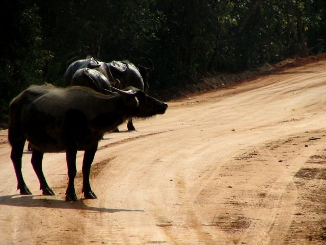 Zdjęcia: Chang Mai, gdzieś ....Bóg wie gdzie, TAJLANDIA Zdjęcia: Chang Mai, gdzieś ....Bóg wie gdzie, TAJLANDIA