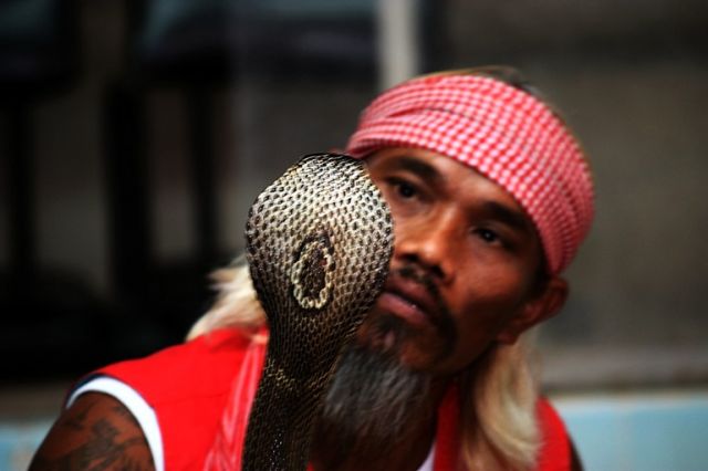 Zdjęcia: Bangkok, kobra show, TAJLANDIA Zdjęcia: Bangkok, kobra show, TAJLANDIA