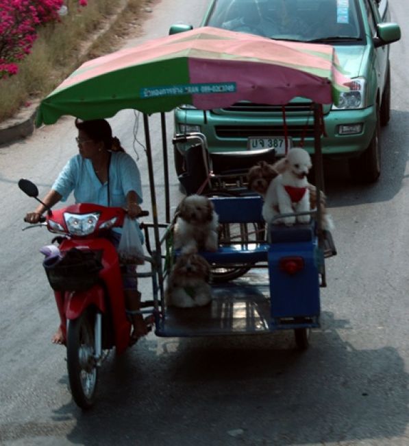 Zdjęcia: Bangkok, pudelkowóz......, TAJLANDIA Zdjęcia: Bangkok, pudelkowóz......, TAJLANDIA