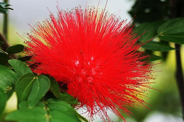 Zdjęcia: Bangkok, flora Tajlandii 2, TAJLANDIA Zdjęcia: Bangkok, flora Tajlandii 2, TAJLANDIA