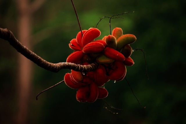 Zdjęcia: Bangkok, flora Tajlandii 3, TAJLANDIA Zdjęcia: Bangkok, flora Tajlandii 3, TAJLANDIA