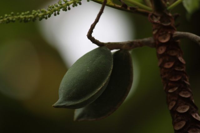 Zdjęcia: Bangkok, flora Tajlandii 4, TAJLANDIA Zdjęcia: Bangkok, flora Tajlandii 4, TAJLANDIA