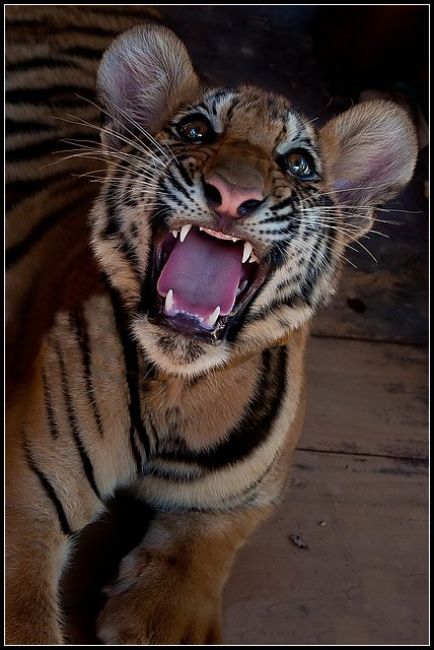 Zdjęcia: TIGER TEMPLE, KANCHANBURI, TAKI MAŁY A JUZ CHARAKTEREK, TAJLANDIA Zdjęcia: TIGER TEMPLE, KANCHANBURI, TAKI MAŁY A JUZ CHARAKTEREK, TAJLANDIA