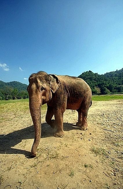 Zdjęcia: Elephant Nature Park, Chiang Mai, Wreszcie szczęśliwy, TAJLANDIA Zdjęcia: Elephant Nature Park, Chiang Mai, Wreszcie szczęśliwy, TAJLANDIA
