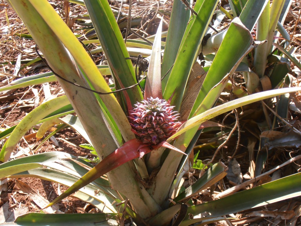 Zdjęcia: ..., okolice chiang rai, ananas, TAJLANDIA Zdjęcia: ..., okolice chiang rai, ananas, TAJLANDIA