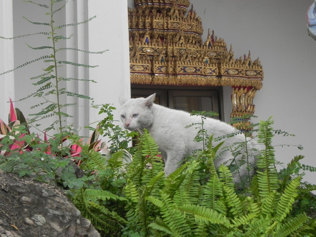 Zdjęcia: ,,,, bangkok, kotek, TAJLANDIA Zdjęcia: ,,,, bangkok, kotek, TAJLANDIA
