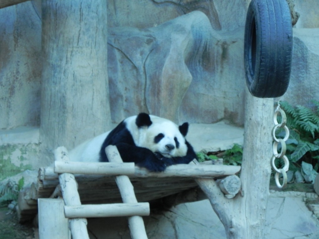 Zdjęcia: zoo, chiang mai, panda, TAJLANDIA Zdjęcia: zoo, chiang mai, panda, TAJLANDIA