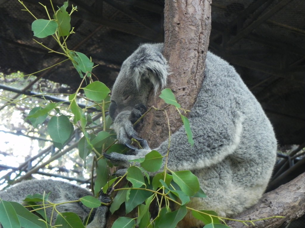 Zdjęcia: ..., chiang mai, drzemka, TAJLANDIA Zdjęcia: ..., chiang mai, drzemka, TAJLANDIA