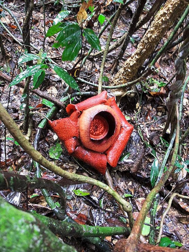 Zdjęcia: Khao Sok NP, Rafflesia kerri w rozkwicie, TAJLANDIA Zdjęcia: Khao Sok NP, Rafflesia kerri w rozkwicie, TAJLANDIA