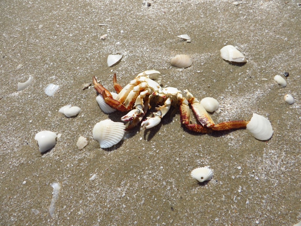 Zdjęcia: Park Narodowy Sam Roi Yod, Zatoka Tajlandzka, plaża Laem Sa La, TAJLANDIA Zdjęcia: Park Narodowy Sam Roi Yod, Zatoka Tajlandzka, plaża Laem Sa La, TAJLANDIA