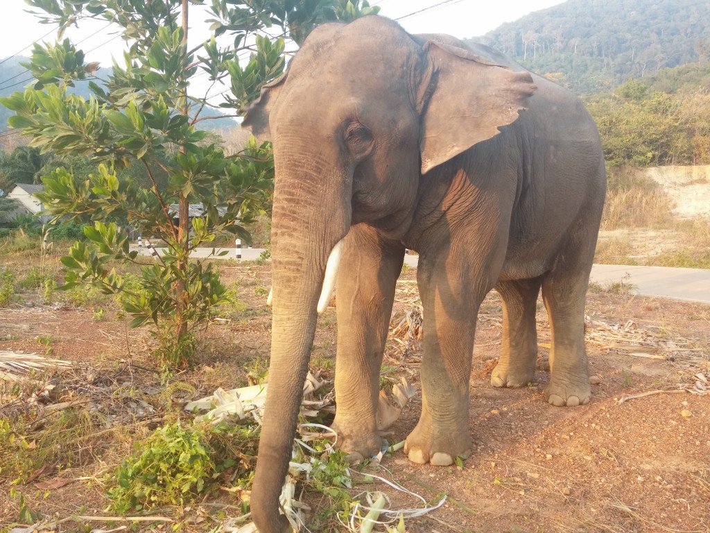 Zdjęcia: Koh Lanta, Koh Lanta, Słoń Pipo podczas podwieczorku, TAJLANDIA Zdjęcia: Koh Lanta, Koh Lanta, Słoń Pipo podczas podwieczorku, TAJLANDIA