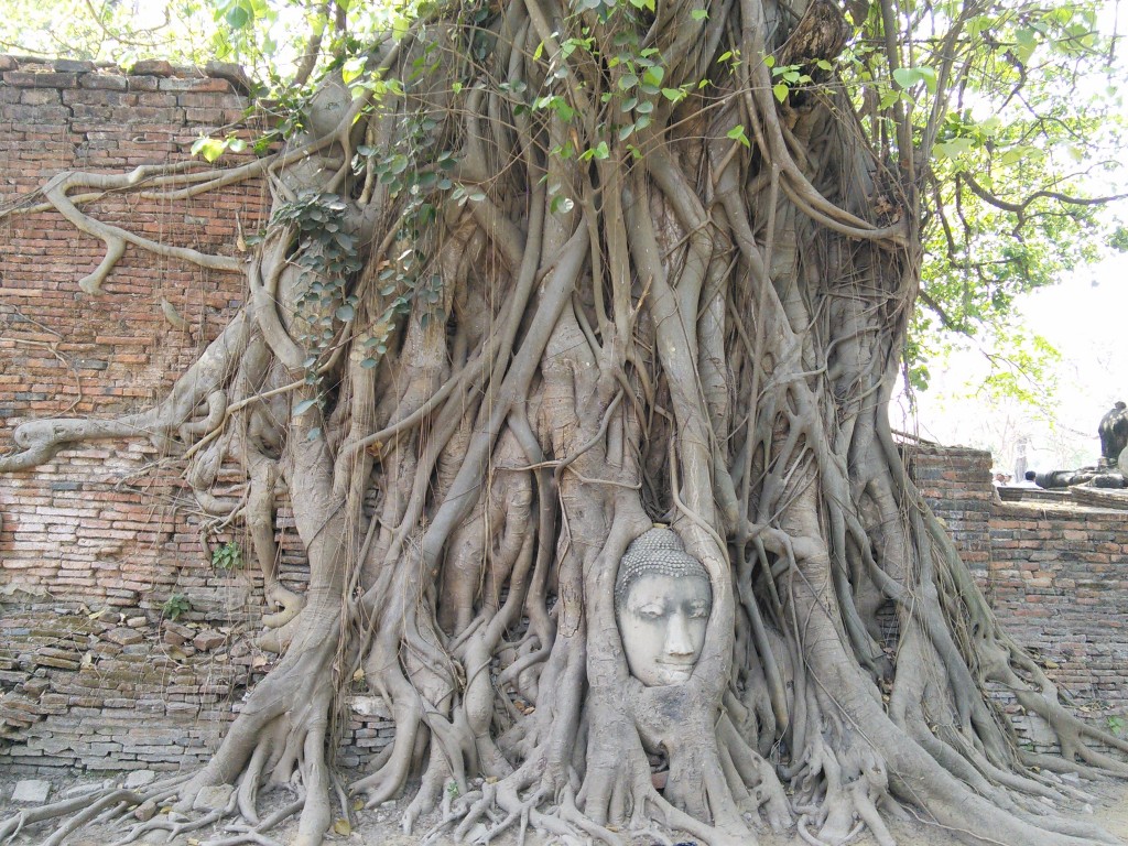 Zdjęcia: Ayuttaya, Ayuttaya , Budda w korzeniach figowca, TAJLANDIA Zdjęcia: Ayuttaya, Ayuttaya , Budda w korzeniach figowca, TAJLANDIA