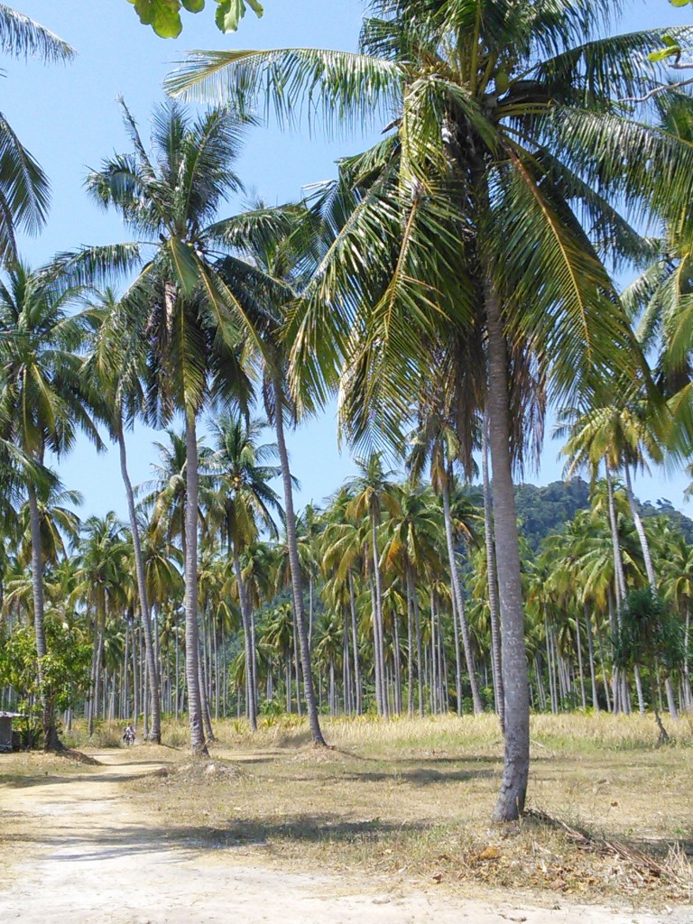 Zdjęcia: Koh Lanta, Krabi, raj, TAJLANDIA Zdjęcia: Koh Lanta, Krabi, raj, TAJLANDIA