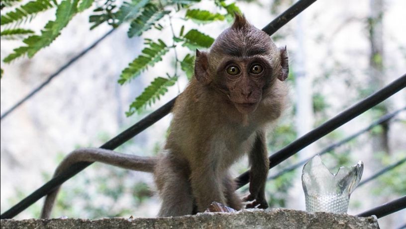 Zdjęcia: Railey, Krabi, Co się gapisz, TAJLANDIA Zdjęcia: Railey, Krabi, Co się gapisz, TAJLANDIA