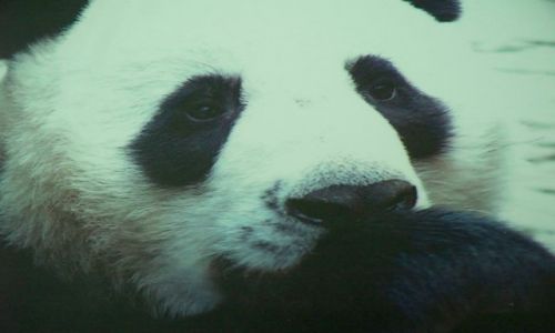 Zdjecie TAJLANDIA / Chiang Mai / Chiang Mai / Panda