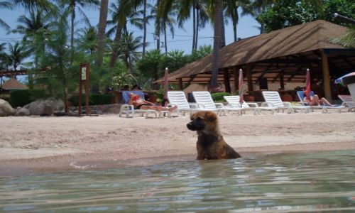 Zdjęcie TAJLANDIA / brak / Wyspa Ko Tao / Ale mi gorąco