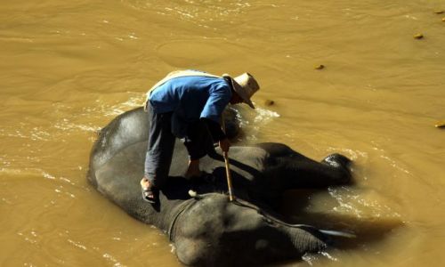 Zdjecie TAJLANDIA / okolice Chiang Mai / rzeka :) / Rodeo w stylu azjatyckim :)