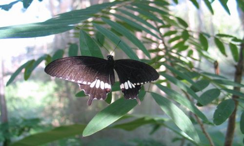 Zdjecie TAJLANDIA / okolice Chiang Mai / okolice Chiang Mai / Motyl.