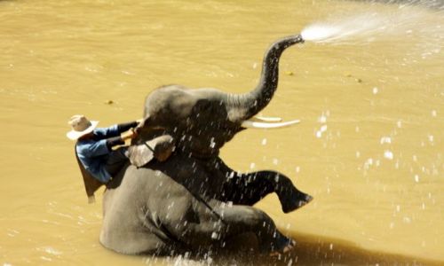 Zdjecie TAJLANDIA / okolice Chiang Mai / okolice Chiang Mai / Rodeo dla Dziewczyn....