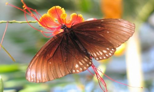 Zdjecie TAJLANDIA / okolice Chiang Mai / Motylowo / Motyl, ale nie wiem z jakiego gatunku