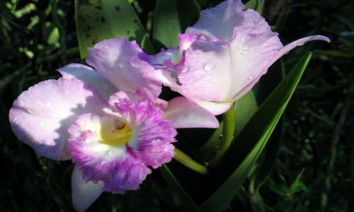Zdjecie TAJLANDIA / okolice Chiang Mai / okolice Chiang Mai / Orchidee..
