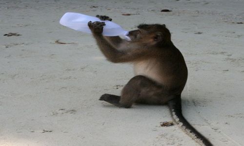 Zdjecie TAJLANDIA / Krabi / Ko Phi Phi Don / Pragnienie nie ma szans