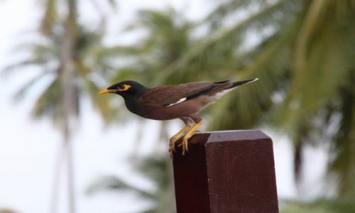 Zdjęcie TAJLANDIA / Koh Chang / Furama resort / ptaszek