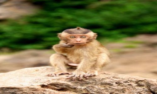 Zdjecie TAJLANDIA / Phuket / Monkey Caves / Ciekawosc i zafrasowanie (Thailand)