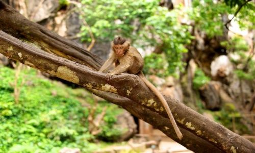 Zdjecie TAJLANDIA / Phuket / Monkey Caves / Widzisz mnie? (Thailand)