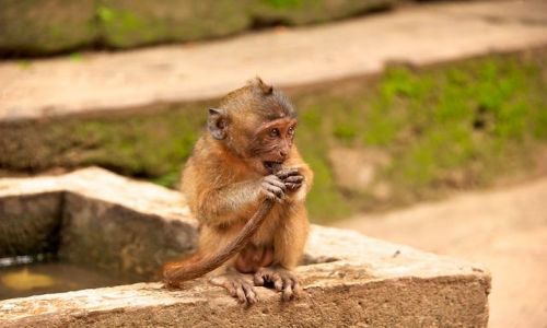 Zdjecie TAJLANDIA / Phuket / Monkey Caves / Musze cos pocycac... (Thailand)