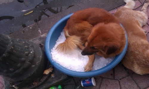 Zdjecie TAJLANDIA / Bangkok / miska z lodem / Cold dog