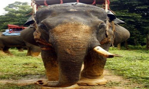 Zdjcie TAJLANDIA / Khao Sok / Dugla / White elephant
